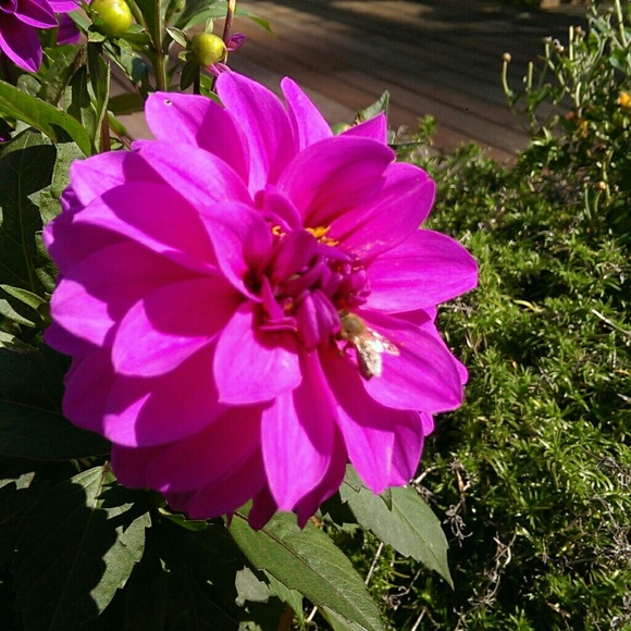 Meet your Posher, Agnes - Picture 1 of 1